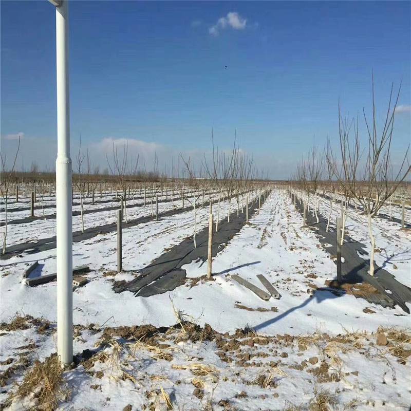 透水果树盖草地布